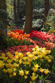 Spring garden with lots of colorful, beautiful tulips - vertical image