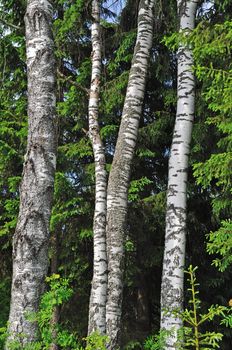 View of birch trees trunks in coniferous forest