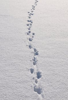 Traces in snow