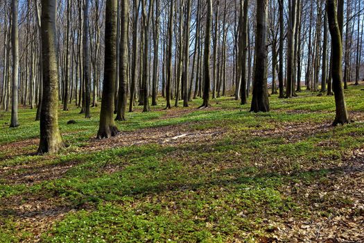 A beech forest in the spring with anemone nemorosas