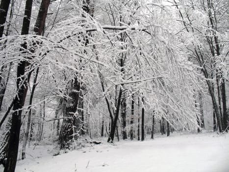 Winter in forest