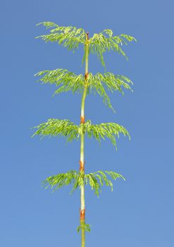 Wood horsetail (Equisetum sylvaticum)