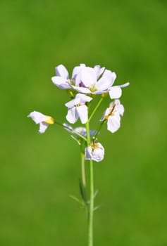 Cuckoo flower (Cardamine pratensis)