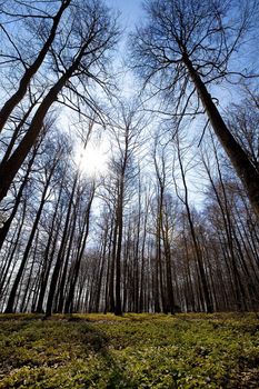 A beech forest in the spring with anemone nemorosas