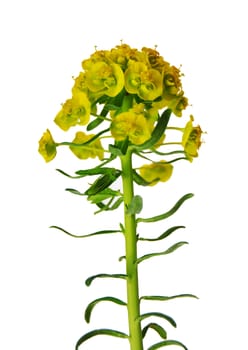 Cypress spurge (Euphorbia cyparissias)