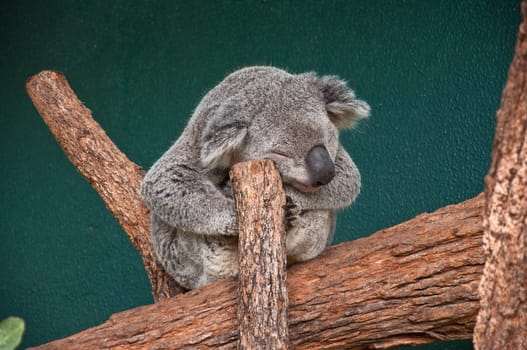 sleeping koala in a sydney zoo, australia