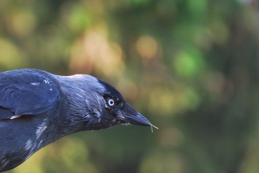 Head of jackdaw gathering grass to build its nest