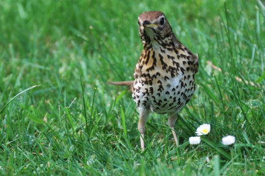 song thrush standing on garden lawn