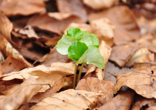Beech seedling