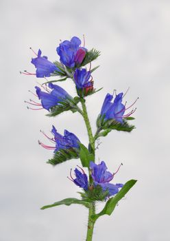 Viper's Bugloss (Echium vulgare)