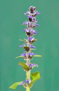 Blue bugle (Ajuga reptans)