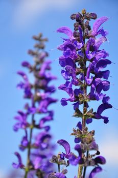 Meadow sage (Salvia pratensis)