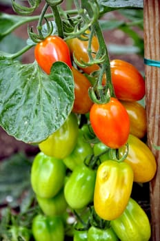 Red and green tomatoes on vine