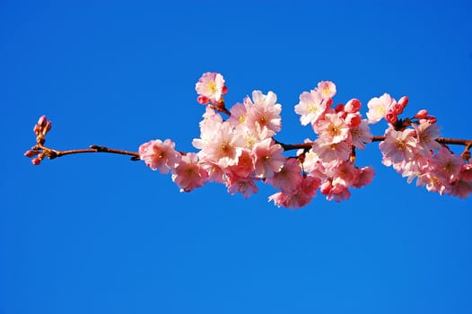 Branch of pink cherry blossoms