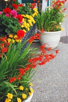 Colorful summer flowers on display