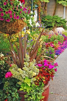 Display of colorful summer flowers in pots and planters