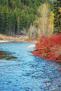 Mountain stream running through forest in autumn