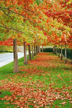 Colorful autumn trees lining boulevard