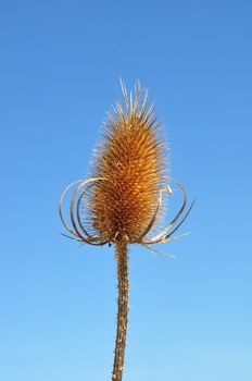 Fuller's teasel (Dipsacus fullonum)