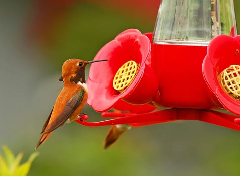 Little brown hummingbird at red birdfeeder