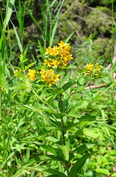 Yellow loosestrife (Lysimachia vulgaris)