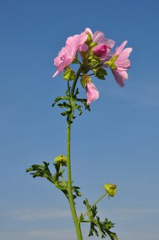 Greater musk-mallow (Malva alcea)