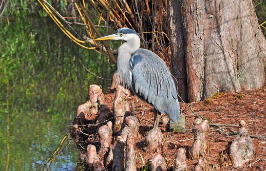 Blue heron posing