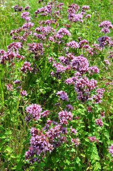 Oregano (Origanum vulgare)