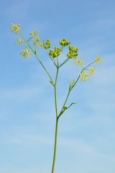 Parsnip (Pastinaca sativa)