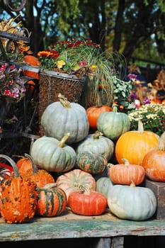 Colorful pumpkin harvest display