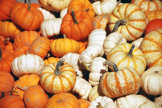 Pile of colorful mini pumpkins