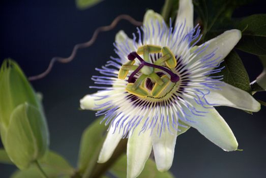 A Passion Flower