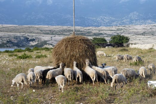 Flock of sheep eating grass on sunset