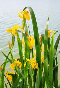 Yellow iris (Iris pseudacorus)