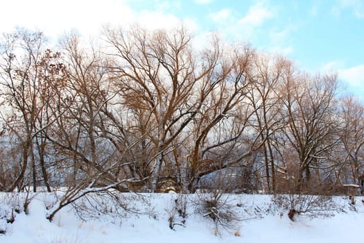 Bare trees in the winter with snow on ground