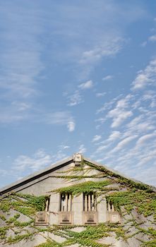 Old house covered with green ivies under blue sky and white clouds.