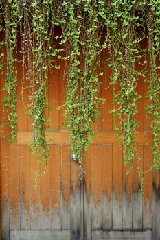 Green ivies over old door of house, focus on ivy.