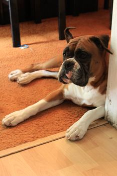 Close up of a boxer dog.