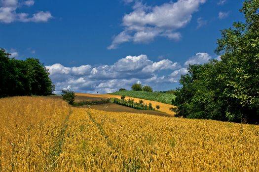 Beautiful golden grain field in summertime,under clear blue sky 