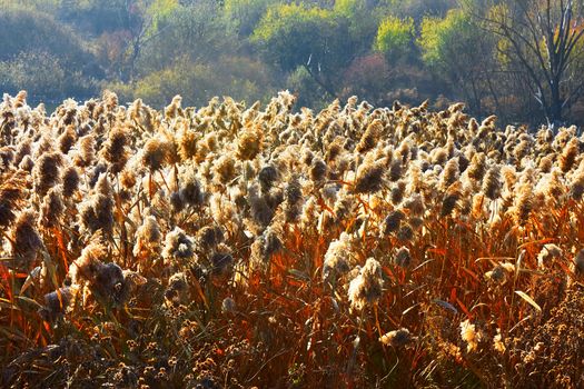 Overgrown dried cattails, reeds and other marsh grasses on the background of autumn trees. Taken in evening sunlight