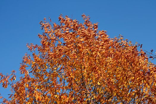 Cherry tree in autumn beauty against a background of blue sky. The end of October