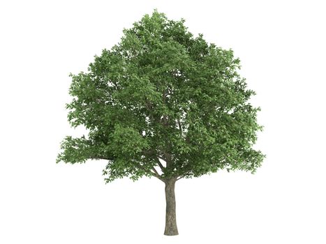 Oak or latin Quercus robur isolated on white background