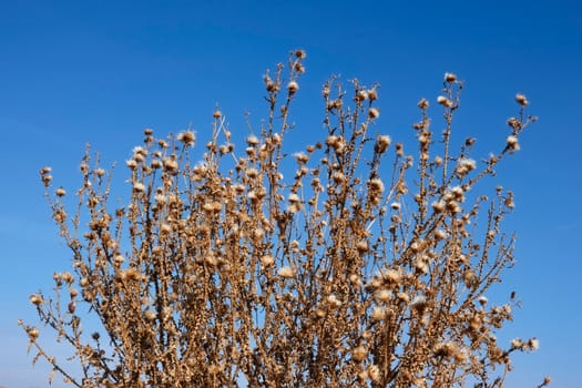 Dried thistle plants against the background of blue sky