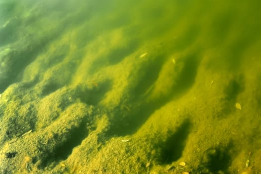 The surface of the pond bottom is covered with aquatic plants and fallen leaves