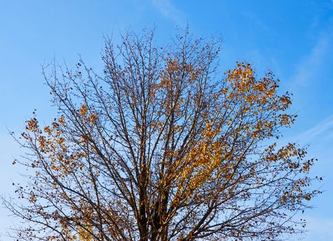 Naked tree against a background of blue sky. The end of October