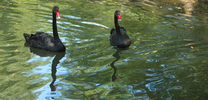 Two black swans (Cygnus atratus) in a lake.

