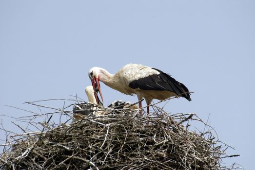 Stork family on the nest