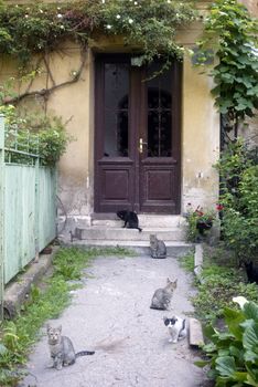 Cats in a court yard