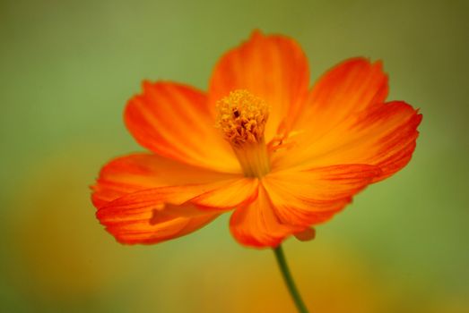 Close up view of the yellow flower