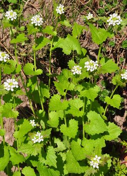 Garlic mustard (Alliaria petiolata)